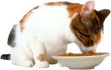 Katzen richtig füttern - Ernährung