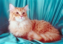 Maine Coon Katze